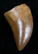 Gorgeous Carcharodontosaurus Tooth - Inches #3470-3